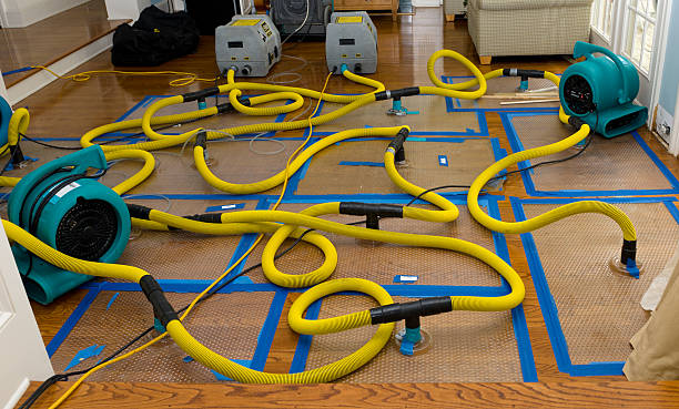 Professional Basement Flood Cleanup technician working in Loretto, MN